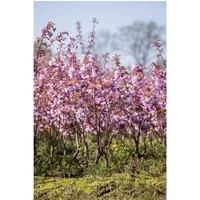 Prunus Serrulata Kanzan - Japanische Blütenkirsche Rosa, 125 cm Stammhöhe - Hausbaum mit üppigen rosafarbenen Blüten im April und Mai, pflegeleicht und winterhart, ideal für Gärten und Parks, erreicht bis zu 8 m Höhe.
