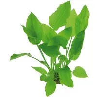 Dennerle Plants Aquariumpflanze Echinodorus Argentinensis Tonring
