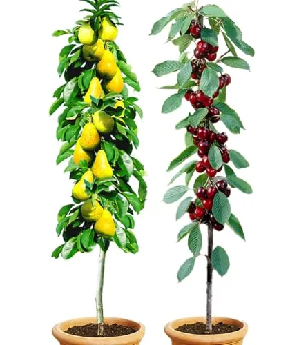 BALDUR Garten Säulenobst-Duo "Birne & Kirsche" - Obstsamen & -pflanzen, winterhart und ideal für kleine Gärten, Balkone & Terrassen – genießen Sie frisches Obst auf kleinstem Raum!