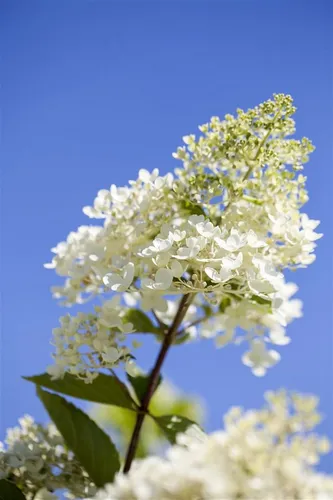 Hydrangea paniculata 'Tardiva' - Pflegeleichte Rispenhortensie mit weißen Blüten - Blumensamen & -pflanzen, üppige, weiße Blütenrispen, die Bienen und Schmetterlinge anziehen, ideal für Rabatten und winterhart bis -20 °C.