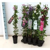 Clematis Integrifolia Durandii Stauden-Waldrebe Blau 60–100 cm