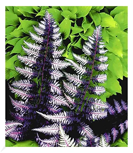 BALDUR Garten 1x Winterharter Schmuck-Farn 'Japanese Painting', Pflanze im 9x9 cm-Topf, Gartenfarn, winterharte Staude, mehrjährig, pflegeleicht, für Standort im Schatten geeignet, Athyrium niponicum