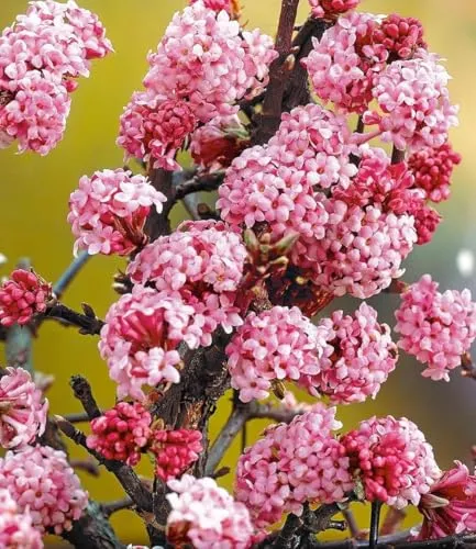 BALDUR Garten Duft-Schneeball Dawn - Winterharter Viburnum mit Vanille Duft - Pflegeleichte, mehrjährige Pflanze im 2-Liter Containertopf, ideal für Sonne bis Halbschatten. Blüht von November bis März und verleiht Ihrem Garten einen herrlichen Duft.