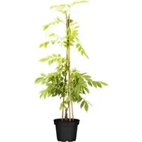 Weißer Chinesischer Blauregen - Wisteria sinensis 'Alba' Kletterpflanze - Kletterpflanze mit großen weißen Blütentrauben, ideal für zauberhafte Gartenakzente. Topf gewachsen (60-100cm) für einfaches Pflanzen.