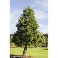 Sequoiadendron giganteum – Winterharter Mammutbaum für Garten & Park - Pflegeleichter, immergrüner Solitärbaum mit pyramidalem Wuchs und blaugünstigen Nadeln. Ideal für große Flächen, robust und langlebig. Ein beeindruckender Blickfang für jeden Garten!