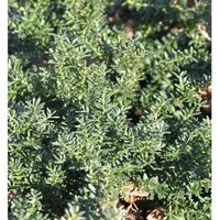 Alpen Steineibe Blue Gem 30-40cm - Podocarpus,awrencei