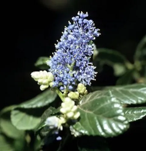 Säckelblume Victoria 60-80cm - Ceanothus impressus