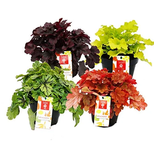 Exotenherz Heuchera-Mix Indian Summer - Winterharter Bodendecker - Beetpflanzen mit einzigartigen Blattfärbungen, ideal für Sonne bis Halbschatten. Geringer Pflegeaufwand und winterhart, perfekt für farbenfrohe Akzente im Garten!
