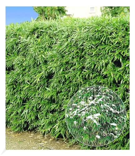 BALDUR Garten 10er Winterharte Bambus-Hecke, Fargesia murielae Simba - Winterharte Bambus-Hecke im 9x9 cm Topf, ideal für Sichtschutz und pflegeleichtes Wachstum. Erreicht bis zu 250 cm Höhe und ist bestens für Sonne bis Halbschatten geeignet.