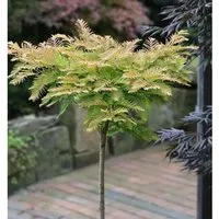 Hochstamm Kugel Urweltmammutbaum Matthaie 40-60cm - Baumsamen & -pflanzen, einzigartiger Hochstamm mit Kugelkrone, ideal für besondere Gartenakzente und natürliche Gestaltung.