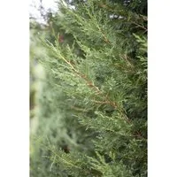 Pflanzen für Dich Konifere Cupressocyparis ley. Typ 2001 - Ziergehölze, schnellwachsende Leyland-Zypresse, ideal für Sichtschutz und pflegeleicht, perfekt für jeden Gartenliebhaber.