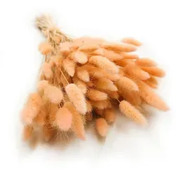 Getrockneter Lagurus - Lagurus Ovata - Pfirsich