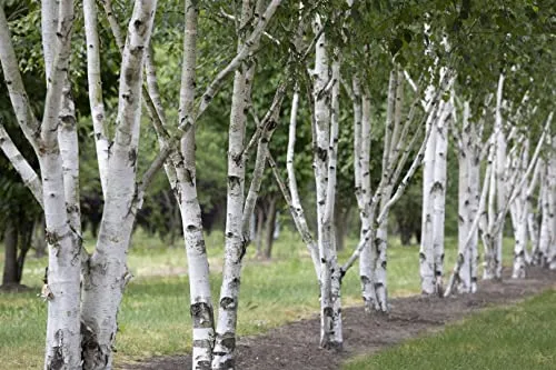 Himalaya-Birke (Betula utilis) – Winterhart & Pflegeleicht für Ihren Garten - Entdecken Sie die Himalaya-Birke: Ein winterharter, mehrjähriger Zierbaum mit markanter weißer Rinde und bienenfreundlichen Kätzchen. Ideal für Einzelstellungen und Gärten, schnellwachsend und dekorativ das ganze Jahr.