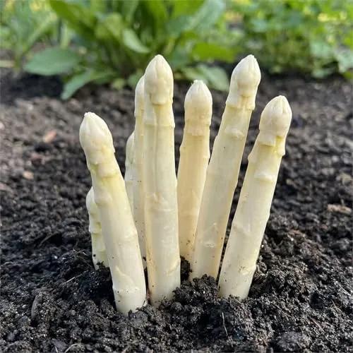 Weiß Spargel Pflanzen - 5 frigo - Echte Pflanzen aus Holland für Garten und Hochbeet - Erhalten Sie 5 frigo A+ Spargelpflanzen, ideal für nährstoffreiche Erde. Pflegeleicht und winterhart, liefern sie über Jahre hinweg aromatische Stangen. Perfekt für Ihren Gemüsegarten!