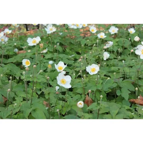 Anemone x japonica 'Andrea Atkinson' - Garten-Herbst-Anemone - 9cm Topf