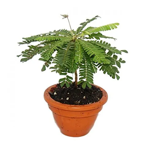 Biophytum sensitivum Südseepalme 9cm Tontopf Die Pflanze die sich bewegt Ideal für Kinder Mini-Palme