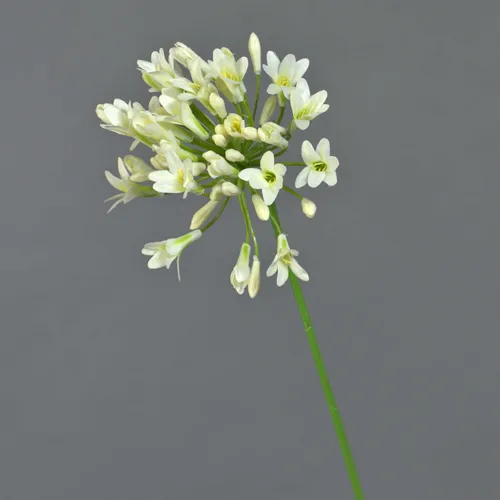 artplants Dekoblume Agapanthus ASONG, Creme, 75 cm