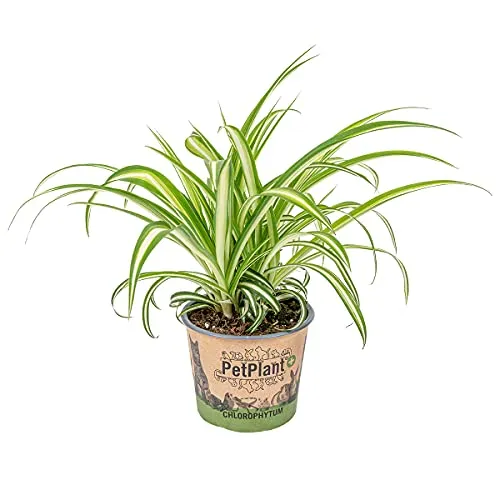 Bloomique - Chlorophytum Variegatum - Grünlilie - Zimmerpflanzen - Luftreinigend - Tierfreundlich - Höhe 20-30 cm - Topf 12 cm