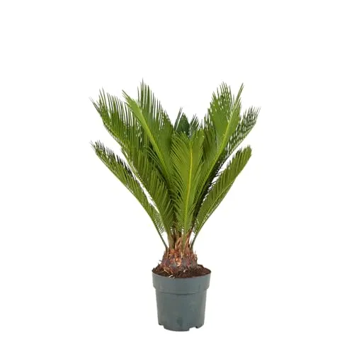 Bloomique Cycas Revoluta - Pflegeleichter Palmfarn, 60-70 cm - Exotischer Palmfarn mit einzigartigen Blättern, perfekt für Innen- und Außenbereiche. Pflegeleicht und anpassungsfähig, bringt er tropisches Flair in Ihr Zuhause.