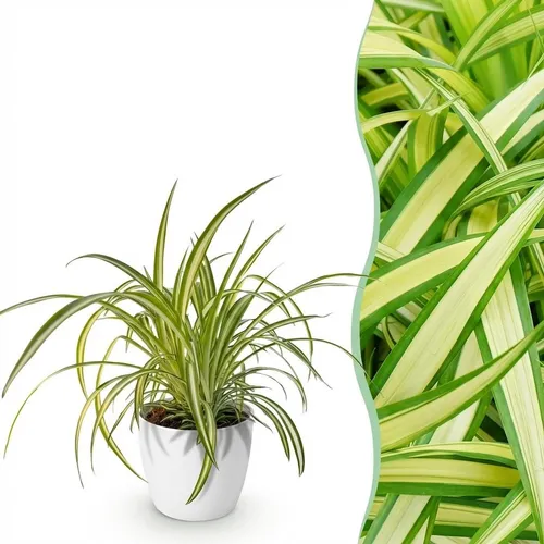 Zimmerpflanze - Chlorophytum comosum Variegatume Graslilie - 1x potter Weiß - ⌀1