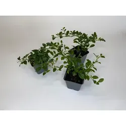 Cotoneaster dammeri 'Radicans' - Bodendecker 9cm - Robuster, immergrüner Bodendecker mit kriechendem Wuchs. Ideal für pflegeleichte Flächen, überzeugt mit glänzendem Laub und dekorativen Beeren. Winterhart und schnittverträglich – perfekter Begleiter für Gartenprojekte!