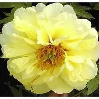 Strauchpfingstrose High Noon - Paeonia suffruticosa - Stauden mit eleganten, orange-gelben Blüten und einer Wuchsgröße von 100-150 cm. Diese winterharte Pfingstrose blüht im April-Mai und liebt sonnige Standorte.