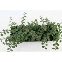Bodendecker Cotoneaster Dammeri Radicans P 0,5