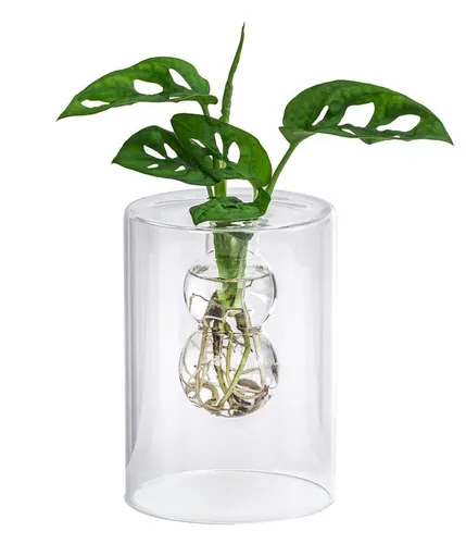 Dehner Waterplant Fensterblatt Monstera adansonii - Wasserpflanze im Glas, Ø 10 cm, Höhe 30 cm – Pflegeleicht und ideal für Allergiker, da ohne Erde und Schädlinge. Ein absoluter Hingucker für Ihr Zuhause!