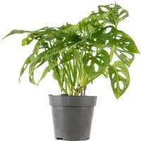 Value Greens Pflegeleichtes Fensterblatt  Kletternde Monstera 'Monkey'  Topf-Ø 12 cm  ca. 25 cm Hoch