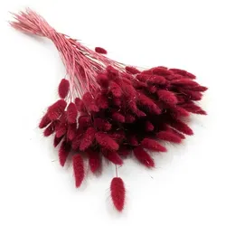 Getrockneter Lagurus - Lagurus Ovata - Burgund