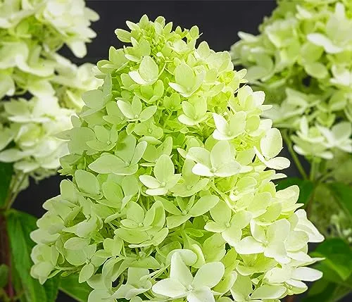 Dehner Rispen-Hortensie Limelight - Pflegeleichter Zierstrauch mit weißen Blüten - Samen & Pflanzen von Hecken & Sträuchern, ideal für Halbschatten, mit großen, attraktiven Blüten und einfacher Pflege, Rückschnitt im Frühjahr.