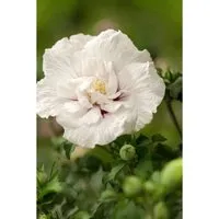 Hibiscus Syriacus Garten-Eibisch White Chiffon 60-80 cm - Blühende Zimmerpflanzen, pflegeleichte, winterharte Pflanze mit großen, reinweißen Blüten, ideal für Kübel und Rabatten, zieht Bienen und Schmetterlinge an.