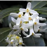 Frühlingsduftblüte 20-30cm - Osmanthus burkwoodii