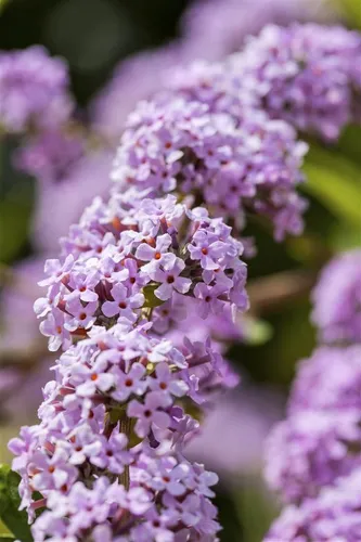 Buddleja alt. Unique - Hänge-Sommerflieder in Lavendelblau - Schöner Hänge-Sommerflieder für sonnige, windgeschützte Standorte. Blüht von Juni bis Juli und bringt Farbe in Ihren Garten. Ideal für kreative Pflanzungen im Topf oder Container.