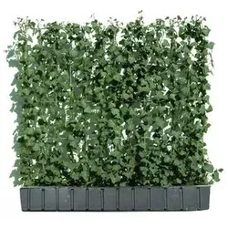 Hecke am laufenden Meter® 'Woerneri' - Efeu, ca. 100 cm, Dunkelgrün - Bäume, Sträucher & Hecken – Immergrüne Efeu-Hecke für Sichtschutz, schnell wachsend und pflegeleicht, ideal für helle und schattige Standorte.