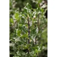 Ilex meserveae 'Blue Angel' - Robuster Zierstrauch - Immergrüner Gartenstrauch mit elegantem Wuchs und glänzenden Blättern. Ideal für Hecken, als Solitär oder Kübelpflanze, pflegeleicht und schnittverträglich.