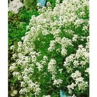 Arabis Procurrens Neuschnee Gänsekresse Weiß Ca. 9x9 cm Topf