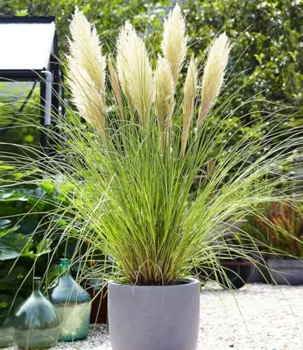 BALDUR Garten Weißes Pampasgras - Pflegeleichte Ziergras-Pflanze - Gräsersamen & -pflanzen, mehrjährig und winterhart, ideal für sonnige bis halbschattige Standorte, blühend ab dem 1. Standjahr, mit geringem Wasserbedarf.