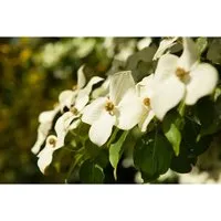 Chinesischer Blumen-Hartriegel Cornus kousa chinensis 40-60 cm - Zierstrauch mit weißen Blüten, ideal für halbschattige bis sonnige Standorte. Pflegeleicht und winterhart bis -20 °C, perfekt als Blickfang im Garten.
