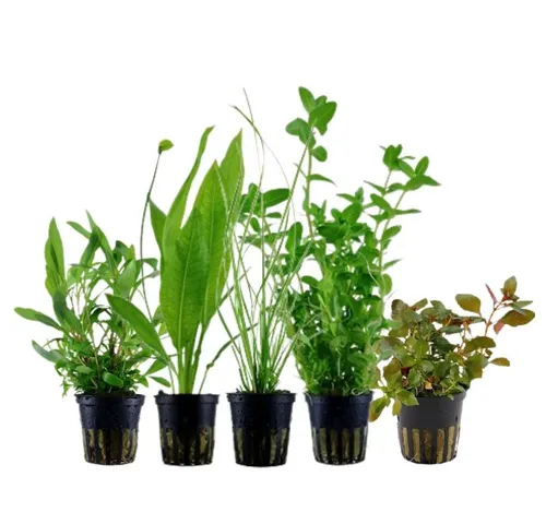 Aquaone Wasserpflanzen Set mit 5 Hintergrundpflanzen Nr.117 - Entdecken Sie unser Set mit 5 volldurchwurzelten Wasserpflanzen für Ihr Aquarium. Ideal für eine natürliche Gestaltung und Unterstützung der Wasserqualität.