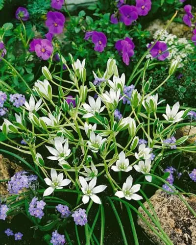 Ornithogalum umbellatum 9x9 cm Topf – Winterhart, Mehrjährig, Pflegeleicht – Dolden-Milchstern – Zwiebelpflanze für Steingarten & Beet