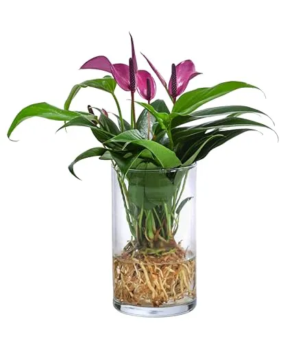 Dehner Waterplant Flamingoblume - Anthurium Zizou - Wasserpflanze im Glas, Ø 9 cm, Höhe 25 cm, pflegeleicht und ideal für Allergiker - keine Erde, kein Umtopfen, kein Schädlinge.