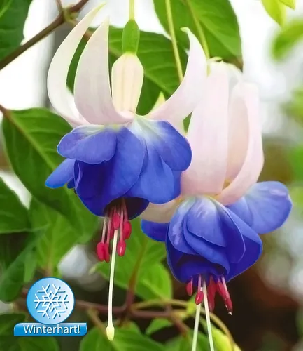 BALDUR Garten Winterharte Fuchsien 'Blue Sarah', 3 Pflanzen Gartenfuchsien Freilandfuchsien, Fuchsia, winterharte Staude, mehrjährig, pflegeleicht, für Standort im Schatten geeignet, blühend