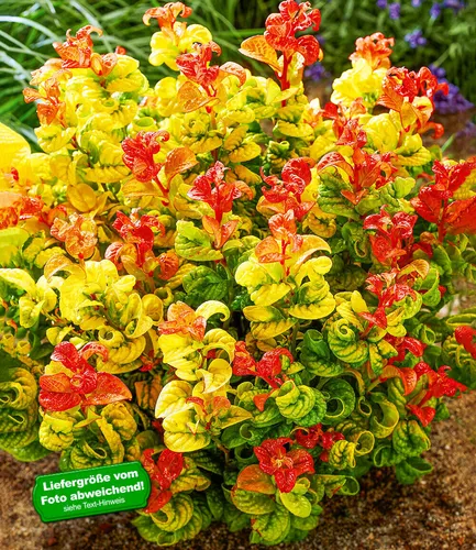 BALDUR Garten Traubenheide Curly Gold®, 1 Pflanze, attraktive Blattfärbung, winterhart, pflegeleicht, blühend, Leucothoe axillaris, außergewöhnliches Farbspiel