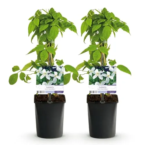 GreenboutiQ - Kletterpflanze - Clematis montana Grandiflora - Blüte Weiß - Frühblühend - Pflegeleicht - 2 Pflanzen - Topf 11cm Höhe 40cm