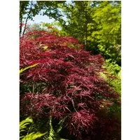 Acer Palmatum Red Pygmy - Japanischer Ahorn Rot 60–80 cm - Hausbaum mit tiefroten Blättern, ideal für Kübel und kleine Gärten. Pflegeleicht, winterhart und bringt Eleganz in jeden Außenbereich.