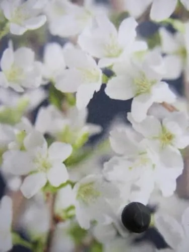 Geschlitzte Kirsche Yamadei - Prunus incisa Yamadei 40-60cm