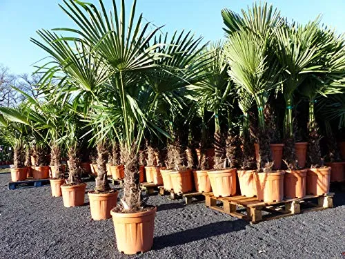 XXL Palme winterhart 180 cm Trachycarpus fortunei - Hanfpalme, robuste Top-Qualität für Garten und Terrasse