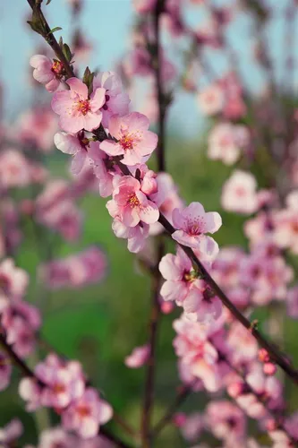 Pflanzen für Dich Zierpfirsich Prunus persica 'Spring Glow' - Der Zierpfirsich 'Spring Glow' begeistert mit purpurfarbenem Laub und einer Fülle von tiefrosa Blüten im Frühjahr. Ideal für den Garten oder als Kübelpflanze, bringt er Farbe und Eleganz in jedes Grün.