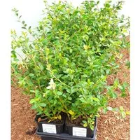 Cotoneaster X Suecicus Coral Beauty Zwergmispel Immergrün Ca. 9x9 cm Topf